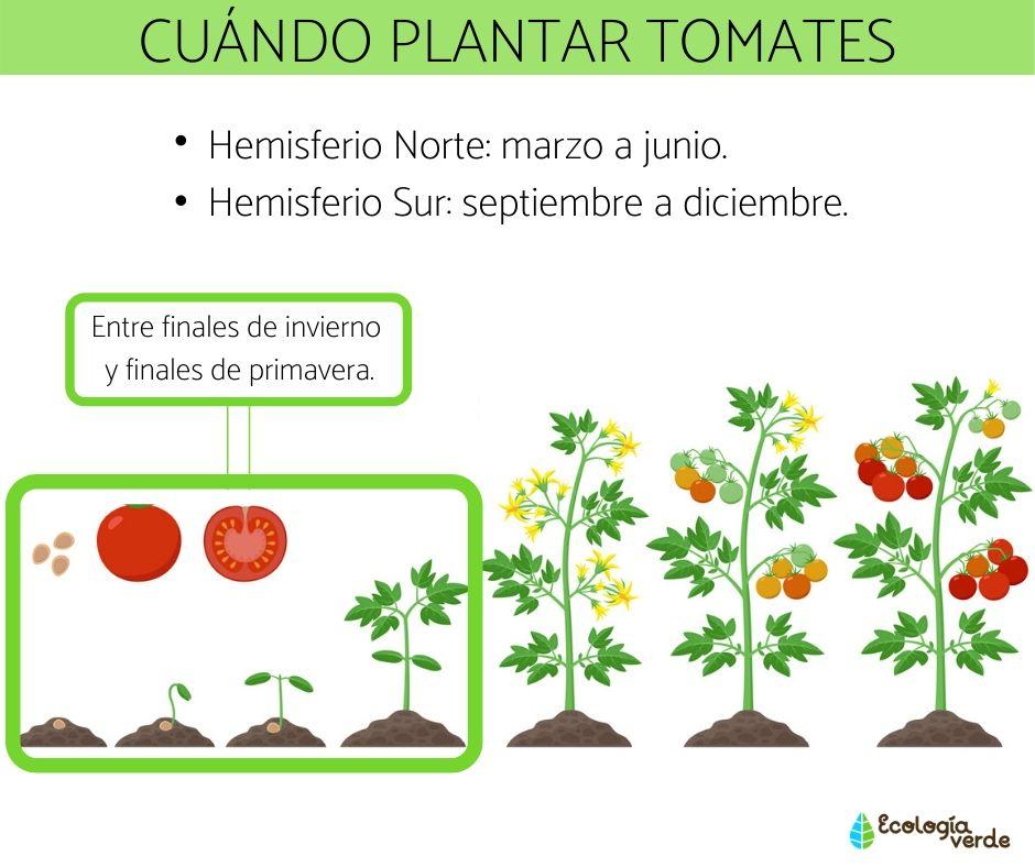 Cuándo plantar tomates para plántulas en 2020.
