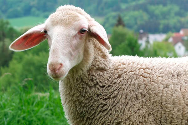 ¿Cuántos años viven los carneros y ovejas domésticos?