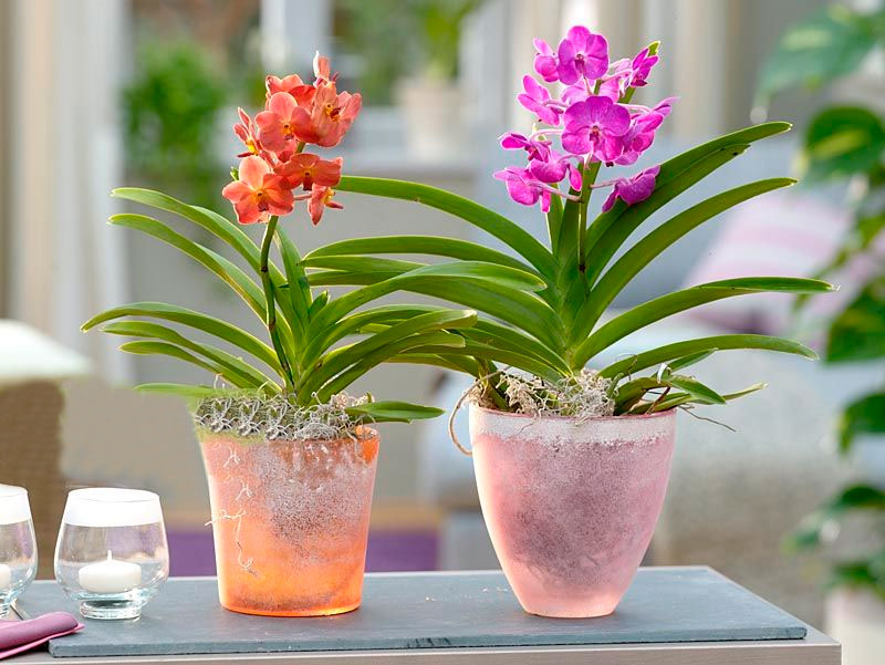 Cuidado de la orquídea Ascocendus cómo crecer en casa.