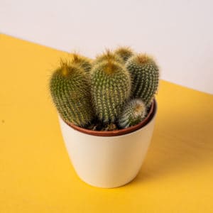 Cuidado de la parodia del cactus cómo crecer en casa.