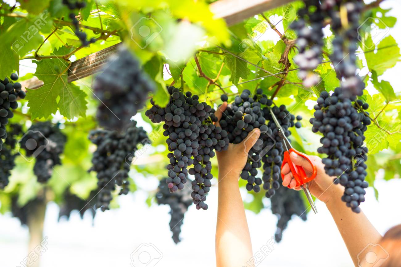 Cuidado de la uva de verano