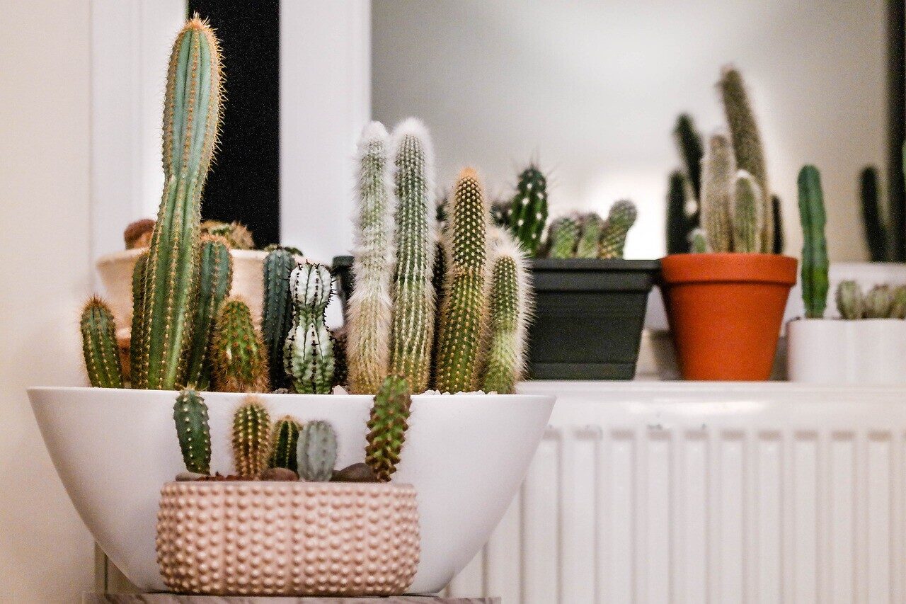 Cuidado del cactus lofóforo cómo crecer en casa.