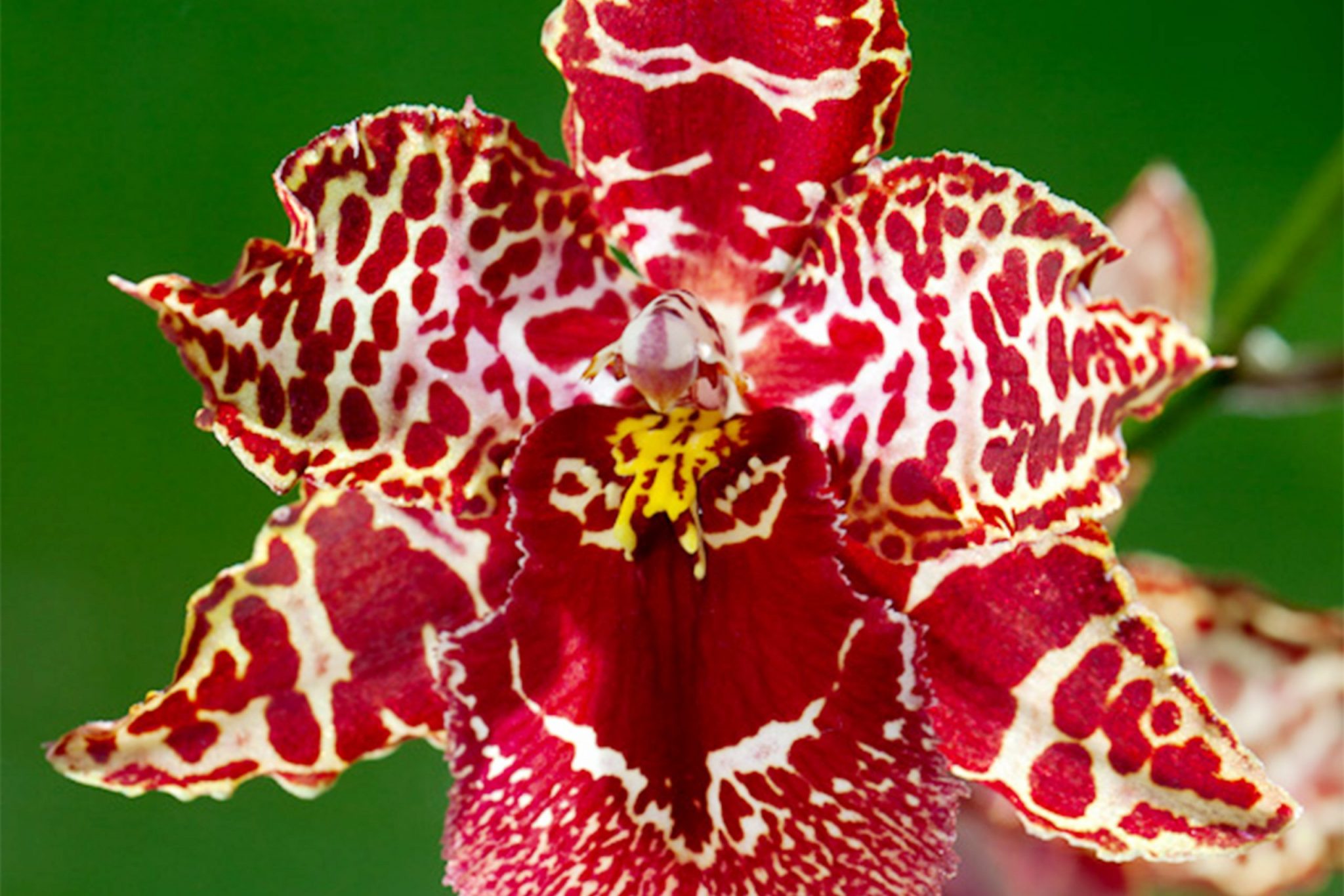 Cuidados de la orquídea Cambria cómo crecer en casa.