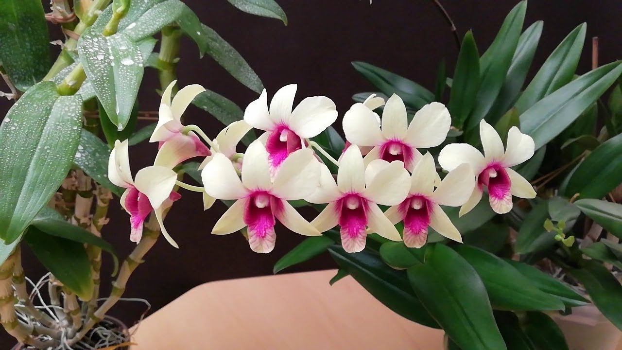 Cuidados de la orquídea Dendrobium cómo crecer en casa.