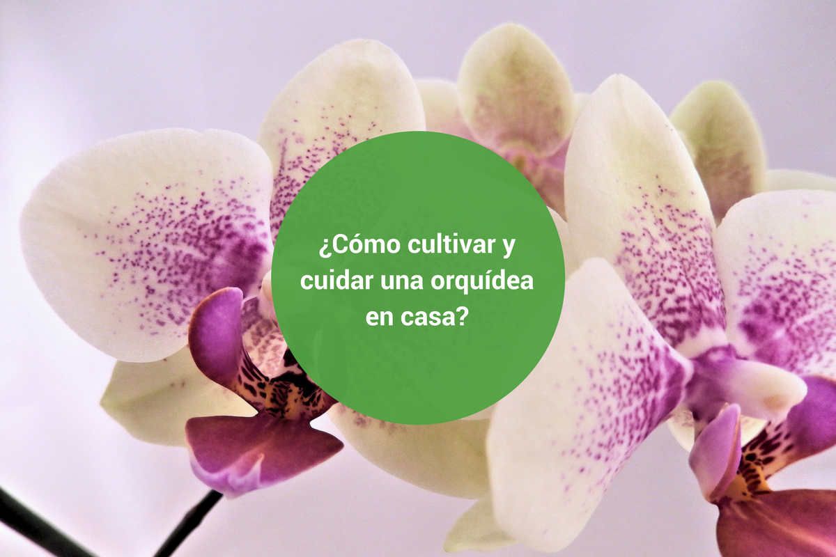 Cuidados de la orquídea Phalaenopsis cómo crecer en casa.
