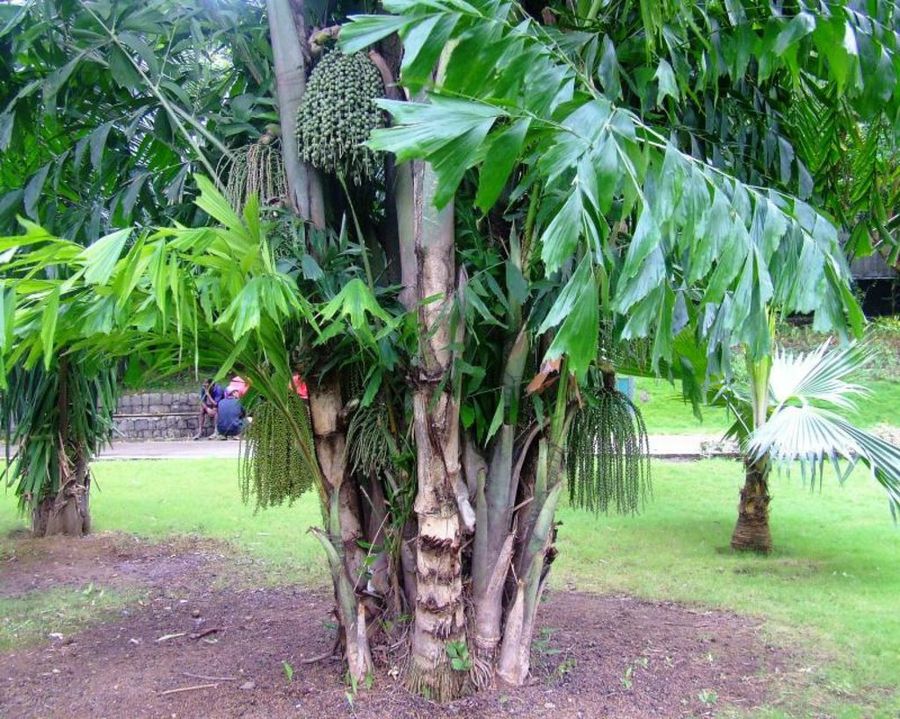 Cuidados de la palma cariota como cultivar en casa.