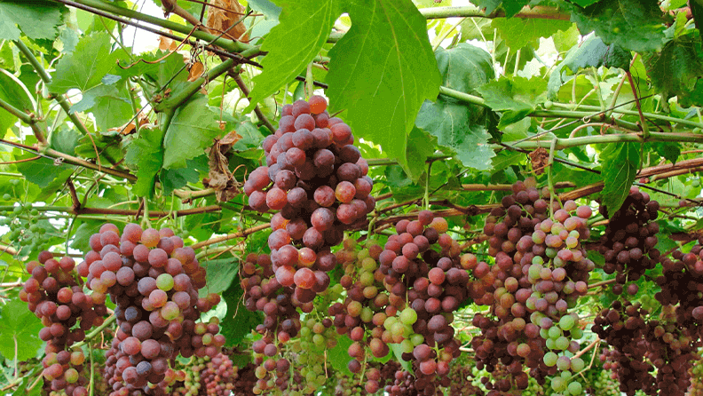 Cultivo de uvas en invernadero.