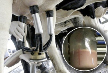 ¿De dónde viene la sangre de la leche de vaca?