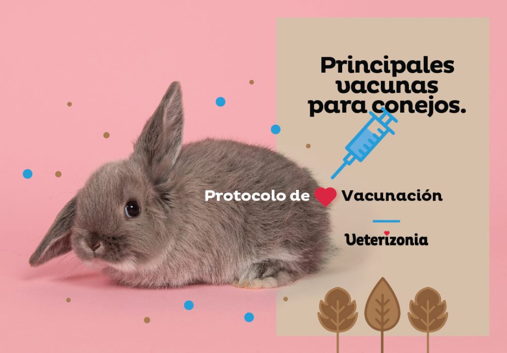 ¿De qué y cómo vacunar a los conejos?