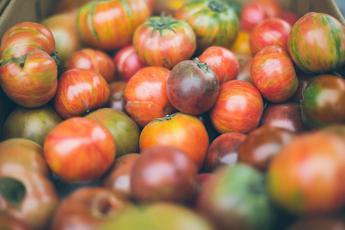 Del verde al rojo: cómo acelerar el proceso de maduración de los tomates de forma eficaz