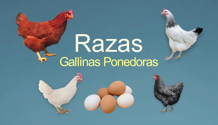 Descripción de la raza de gallinas ponedoras, apariencia de las gallinas, reseñas de propietarios.