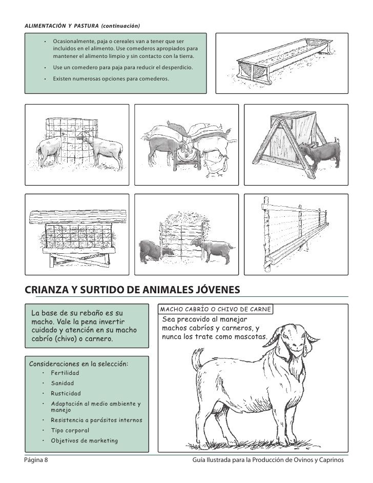 Descripción general de comederos para cabras: tipos, diagramas e instrucciones de fabricación.