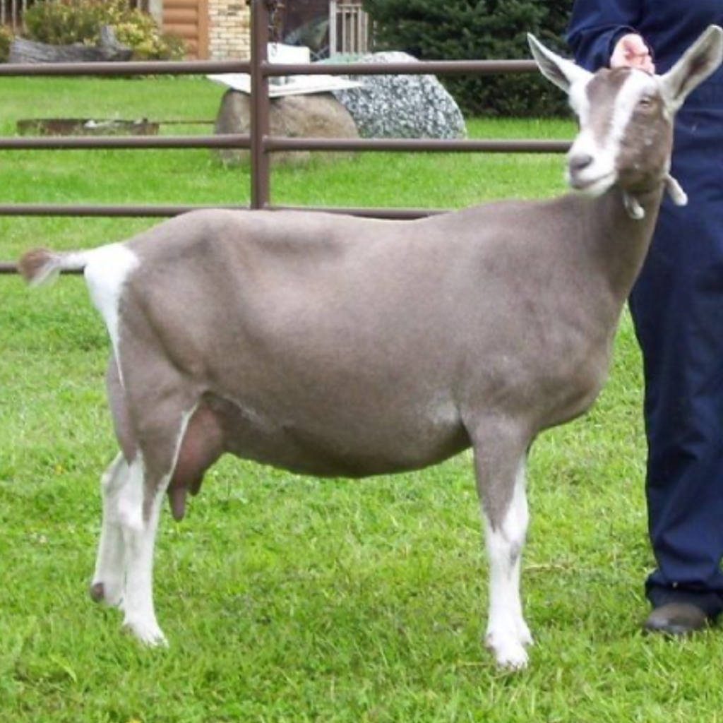 Descripción general de la cabra de Toggenburg
