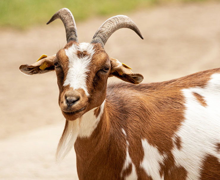 Descripción general de las cabras de la raza Gulabi: características de apariencia y contenido.