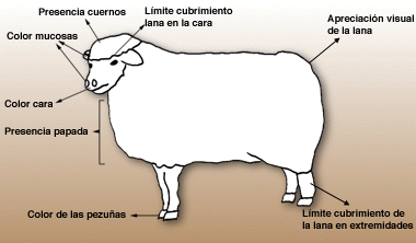 Descripción general de las razas de ovejas de lana gruesa.