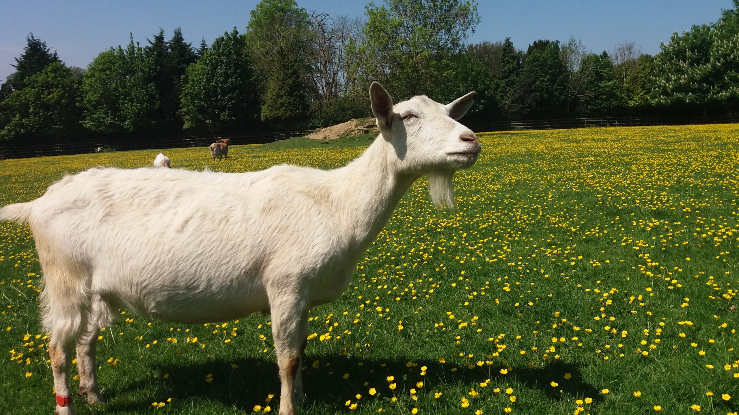 Descripción y características de la raza de cabra Saanen.