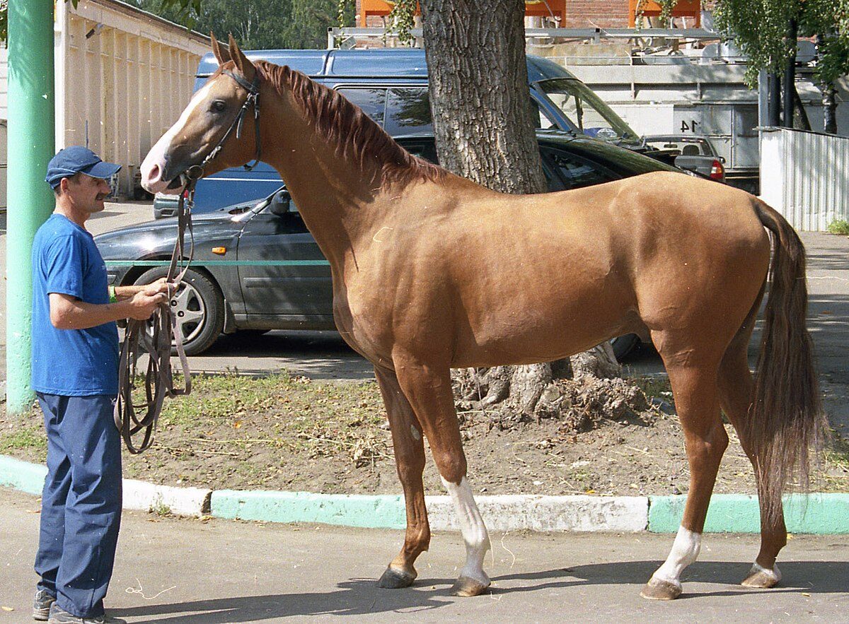 Descripción y características de los caballos de la raza Don.
