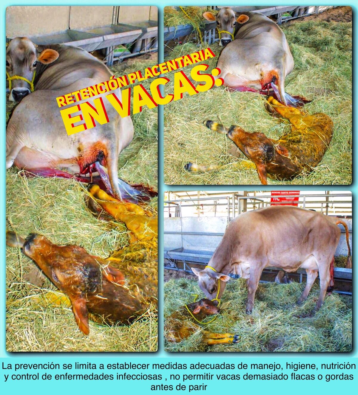 Detención de la placenta en vacas – signos, tratamiento, prevención