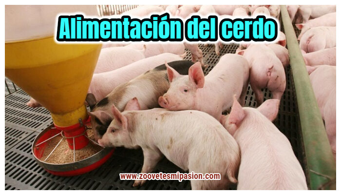 Dieta y normas alimentarias para cerdos.