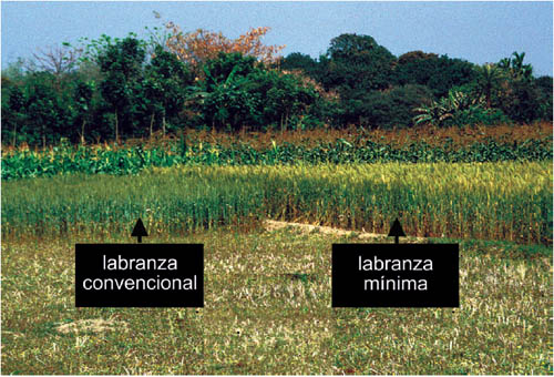 Dinámica de herbicidas en paja en sistema de labranza cero (SPD)
