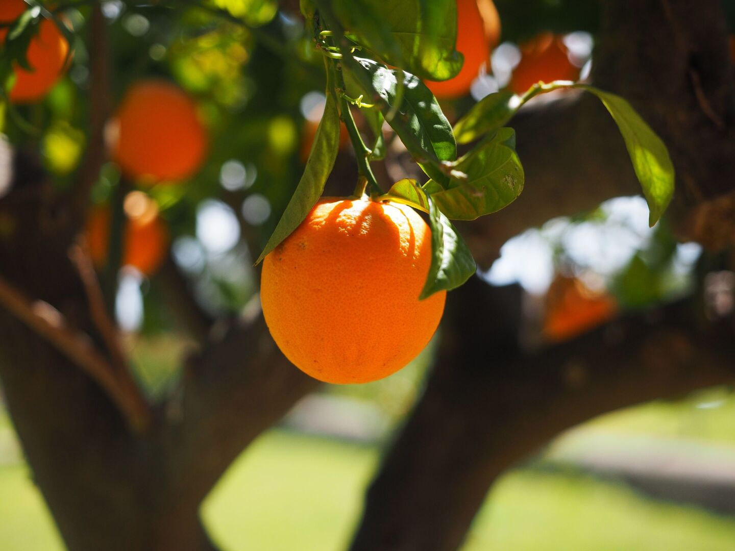 Ecologización: una enfermedad incurable amenaza los cultivos de naranja