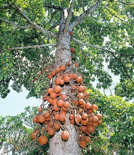 El árbol Curupita de Guayana y sus características plantación y cuidado, cultivo.