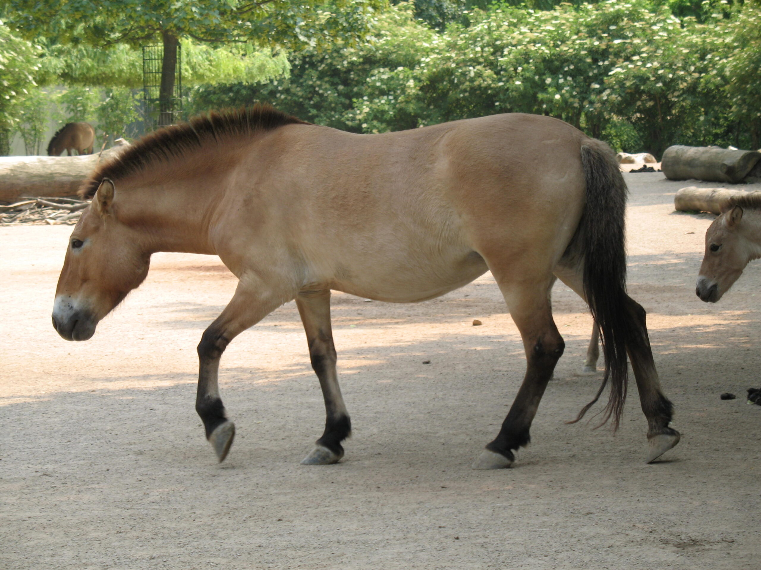 El caballo de Przewalski