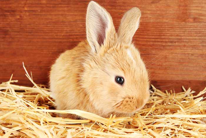 El conejo no come ni bebe nada: motivos y que hacer