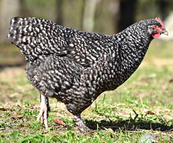 El cuco de Malinas es una raza de pollos, descripción e historial de reproducción, características de contenido y reseñas.