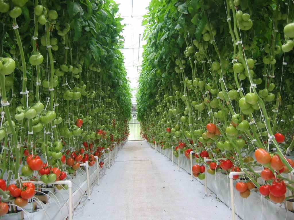 El éxito de la compacidad: ¿qué tan cerca se pueden plantar tomates en invernadero y en campo abierto para complacer en cantidad y calidad?