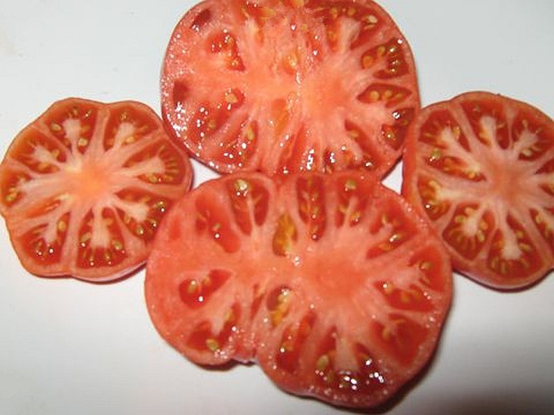 El tomate bisonte de azúcar es una variedad productiva y sin pretensiones con algunas características de crecimiento.