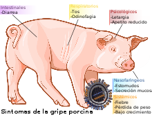 Enfermedad de la gripe porcina en cerdos