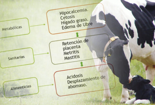Enfermedades comunes de las vacas después del parto.