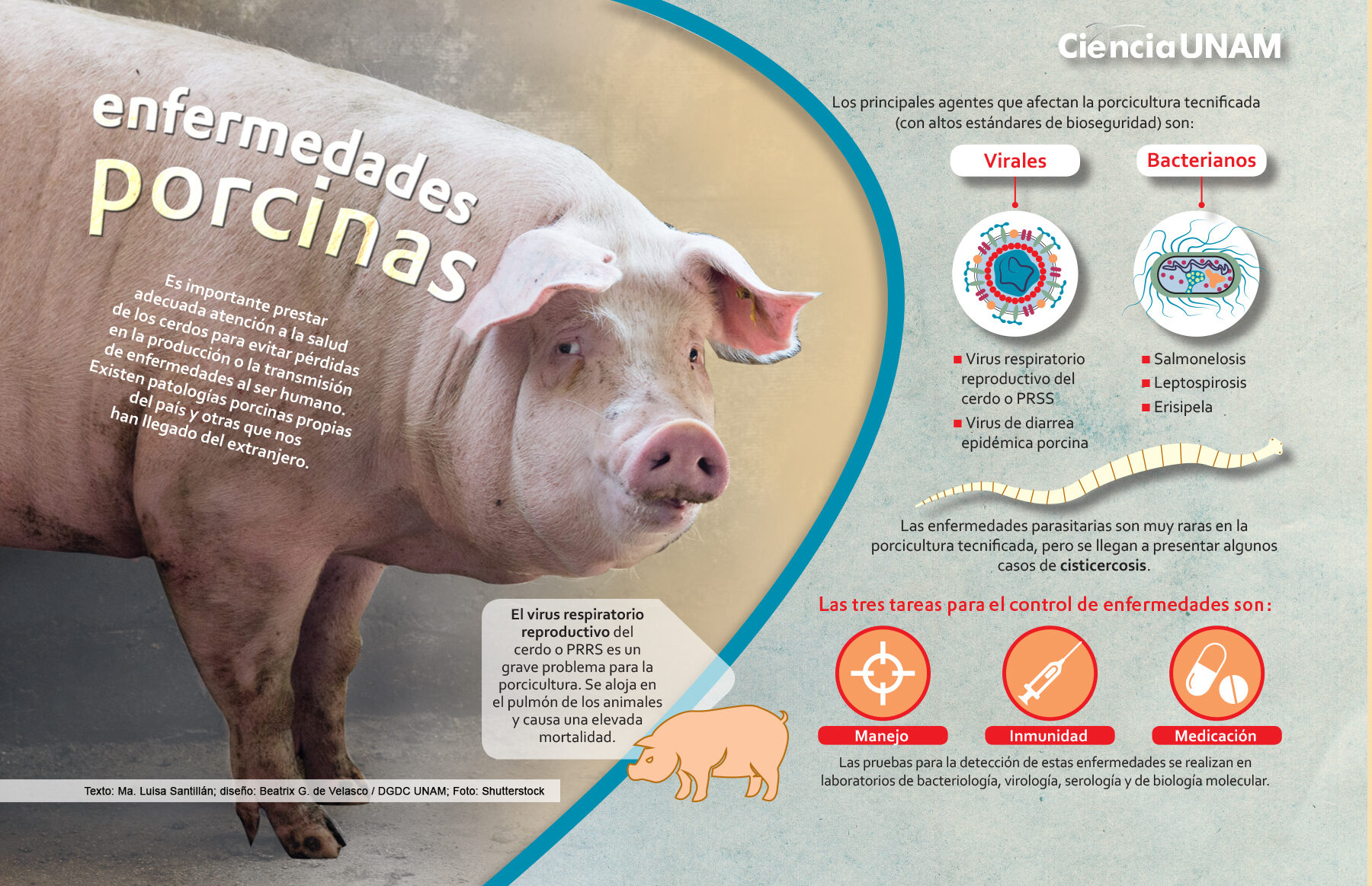 Enfermedades de los cerdos y su tratamiento.
