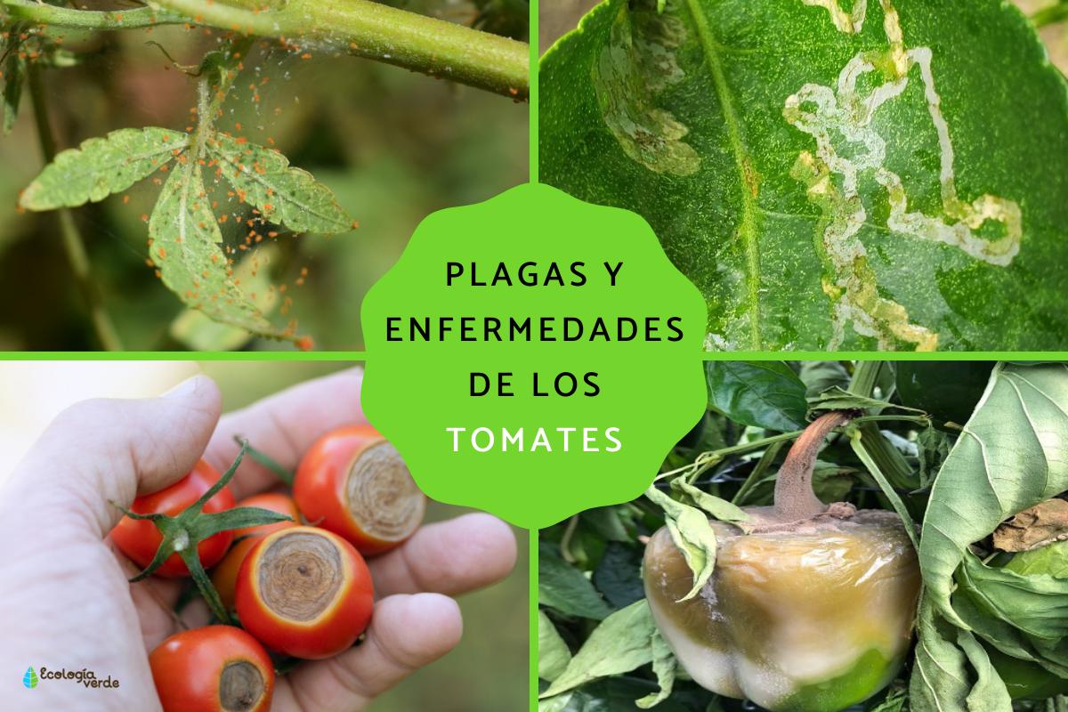 Enfermedades del tomate: descripción con foto, métodos de tratamiento.