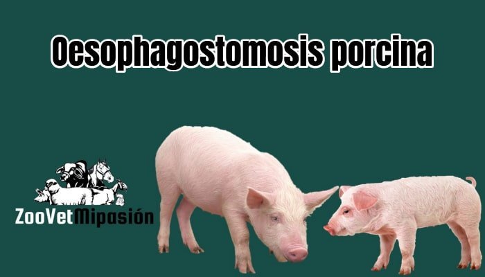Esofagostomiasis en cerdos