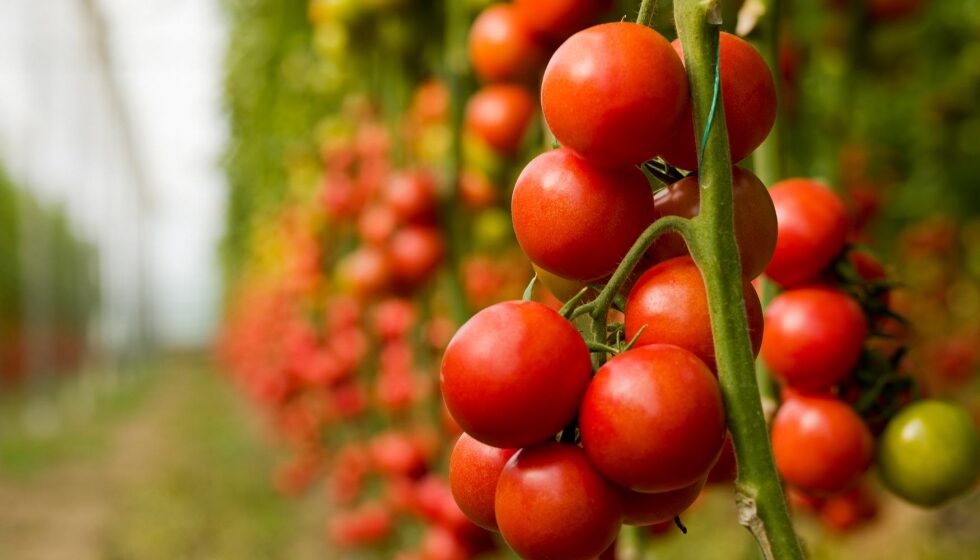 Fertilizar un tomate con nitrógeno es una necesidad real para la salud de la planta