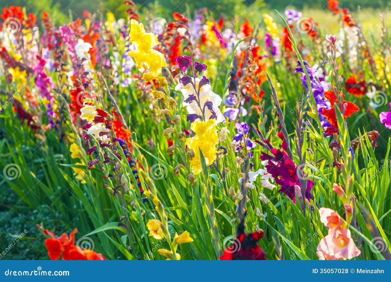 Flor majestuosa en un macizo de flores: 25 fotografías de gladiolos en composiciones de paisajes