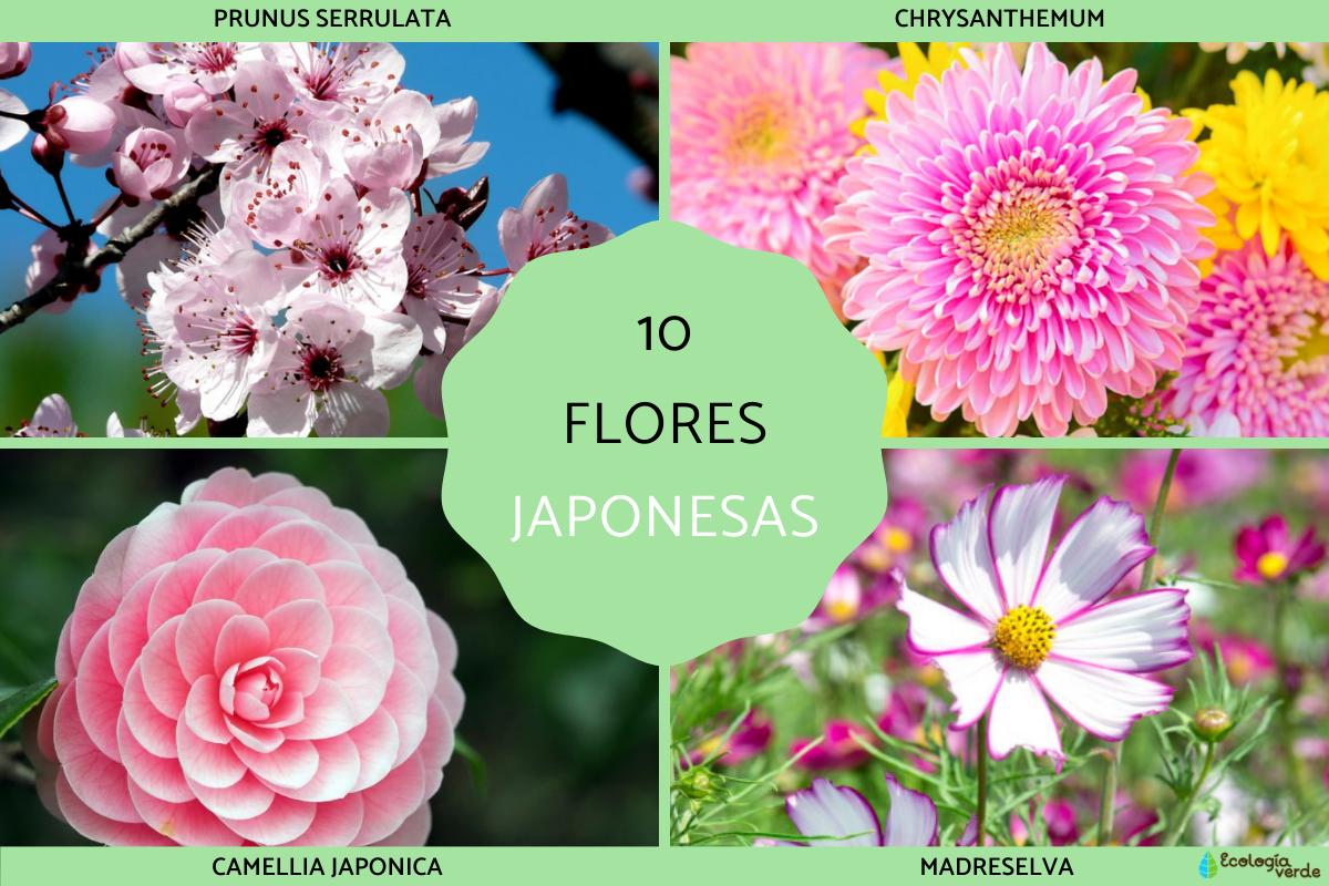 Flores asiáticas y arbustos en flor (con fotos), plantación y cuidado, cultivo.
