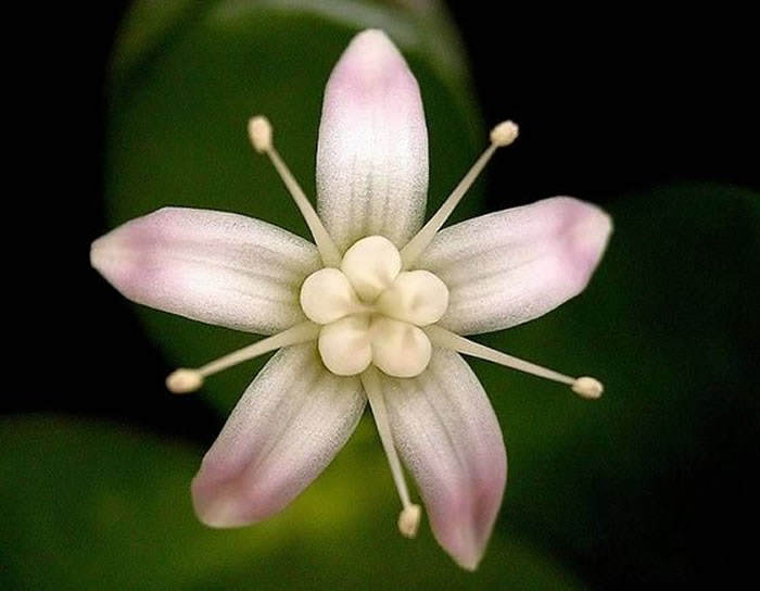 Flores bastardas (crassula): foto y descripción de la especie.