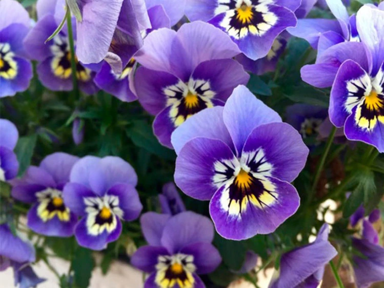 Flores caserastillandsia de floración violeta