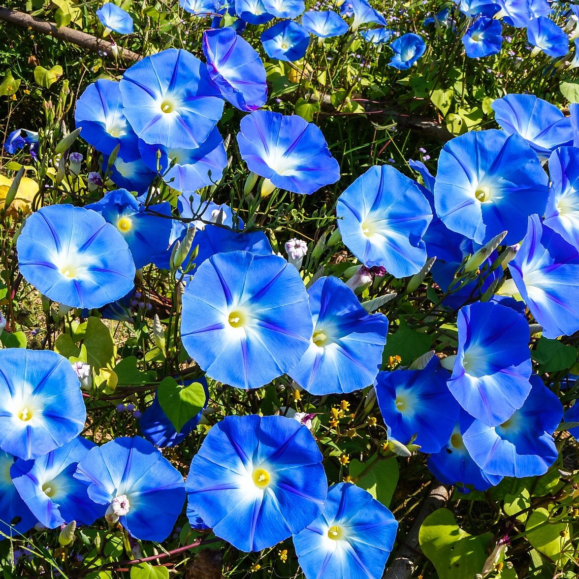 Flores de interior con flores azules.