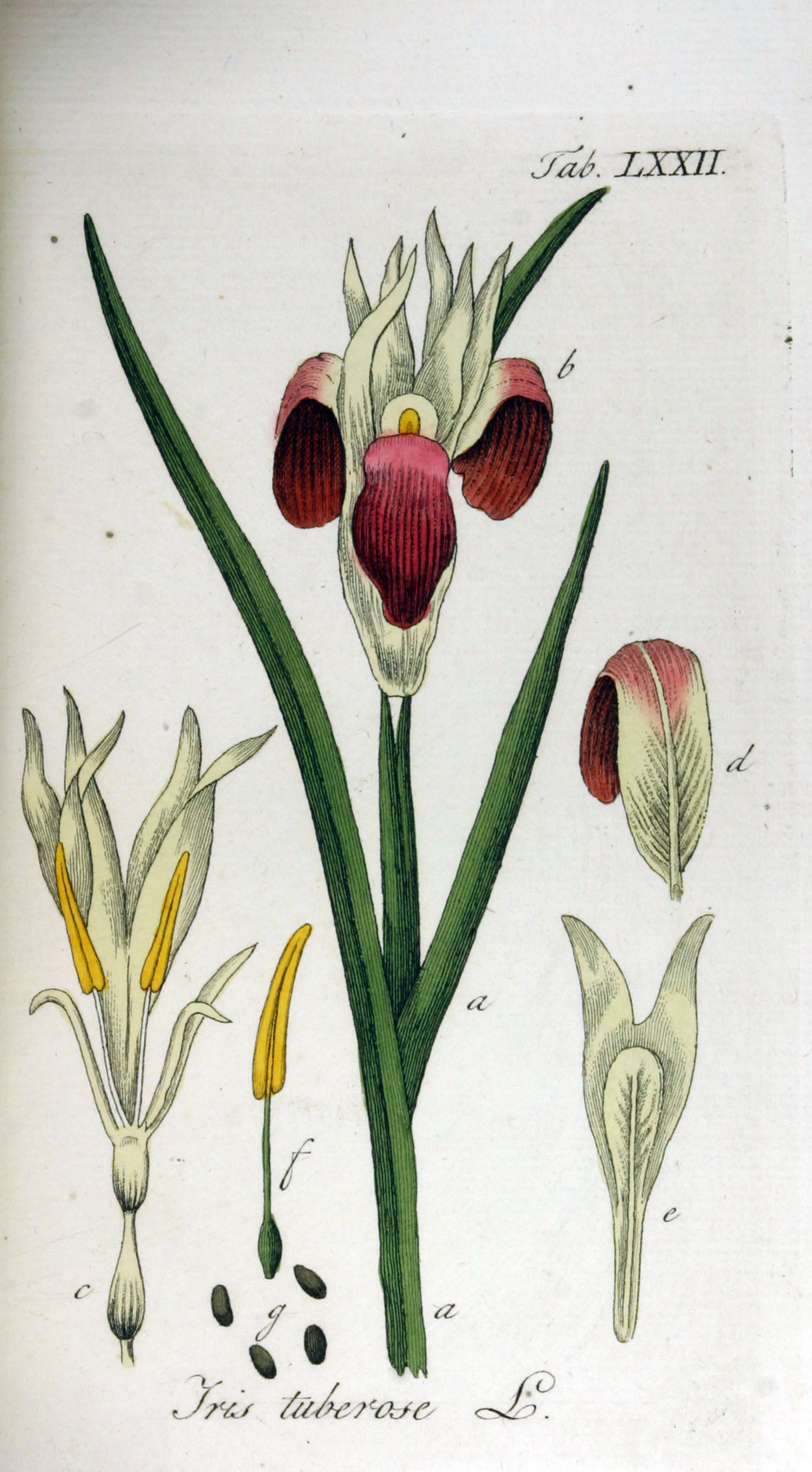 Flores de iris: una foto de una planta con una descripción de las especies y variedades.