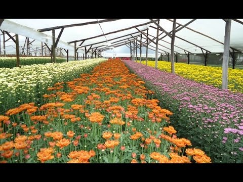 Flores de santbrinka plantación y cuidado, cultivo.