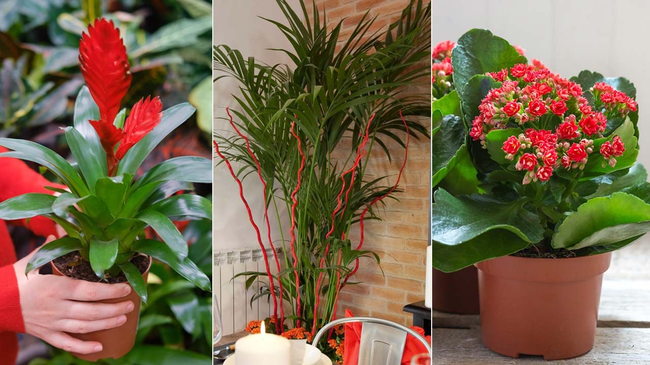 Flores rojas de interior y fotografías de plantas de interior con flores rojas.