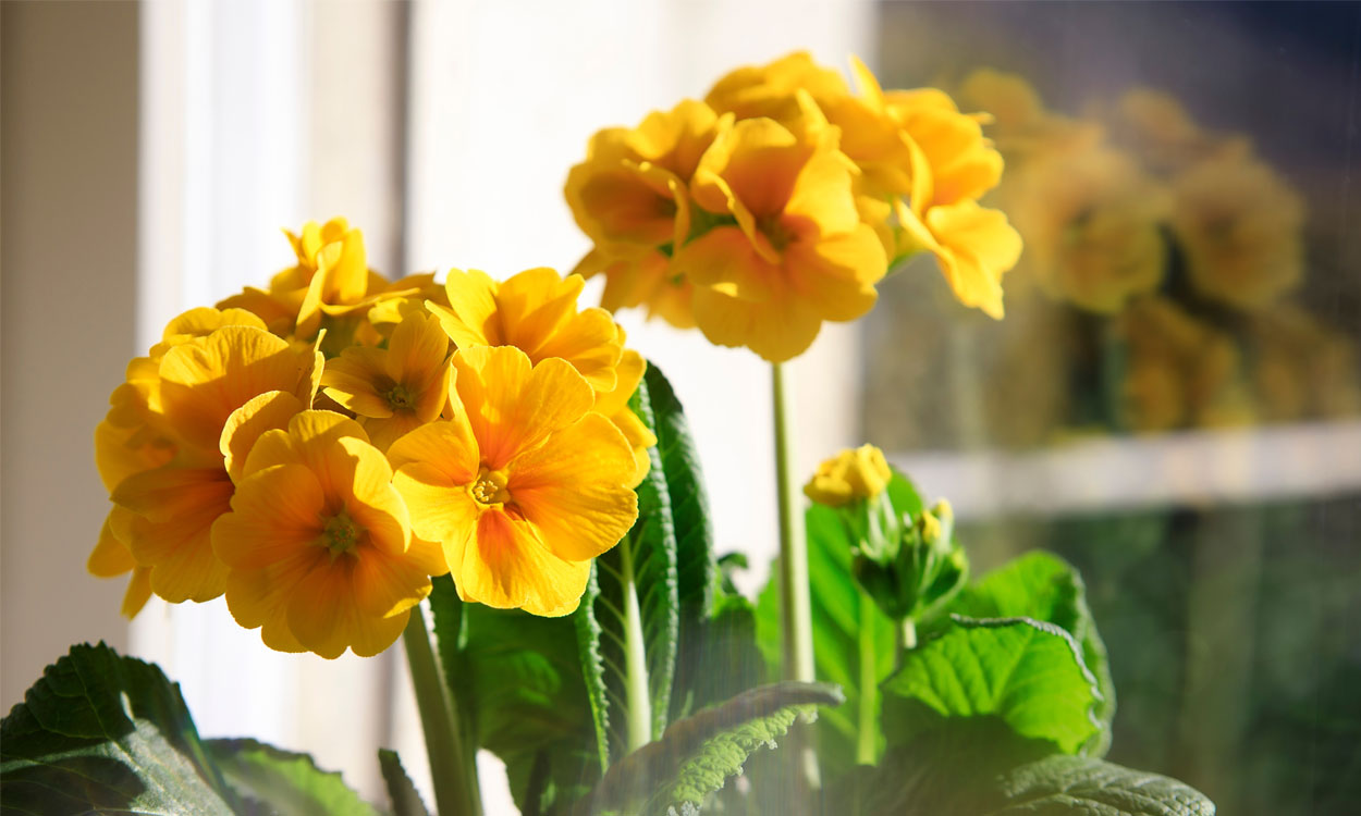Flores y plantas amarillas de interior (con foto)