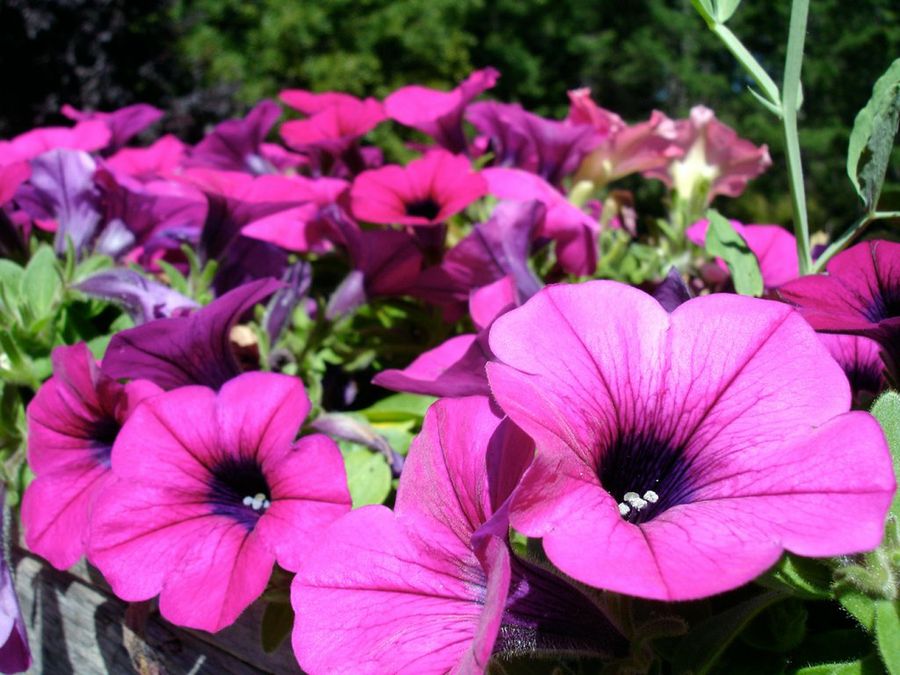 Hermosos macizos de flores de petunia: una descripción general de las 5 mejores formas de decorar un jardín de flores