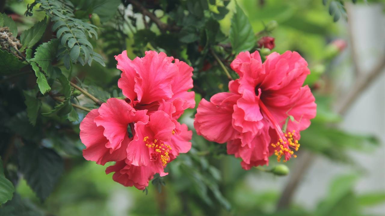 Hibisco de jardín: reglas para plantar y cultivar al aire libre