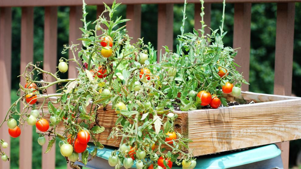 Jardín en el alféizar de la ventana: hermoso y sabroso: características del cultivo de tomates en casa