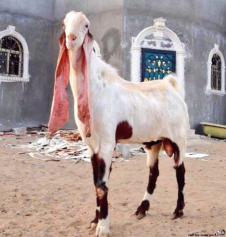Kamori – descripción y características de la raza de cabra paquistaní